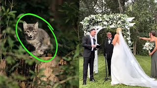 Wedding Crasher Kitten Wins Over Hearts And Becomes The New Member Of The Family [upl. by Johanna]