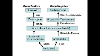 The Antibiotic Ladder Revisited Antiinfective Therapy Part 2 [upl. by Carolin]