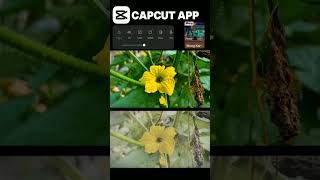 ᴅᴀy 0430 ɪ ᴡɪʟʟ ᴄᴏᴍᴩʟᴇᴛᴇ ᴍy 2ᴋ ꜰᴏʟʟᴏᴡᴇʀꜱShort byNothing phone Fps 4K 60 F capcut [upl. by Tades256]