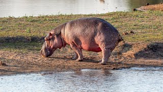 Hippos Tail Flicking Poop Spray Habit EXPOSED [upl. by Cissiee321]