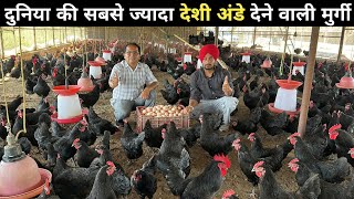 देशी अंडे का भयंकर उत्पादन इस फार्म पे  Black Australorp  Highest Brown Egg Production [upl. by Bock]