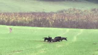 Gelnhausen Jagdhunde traktieren und beißen Wildschwein [upl. by Ahsirahc]