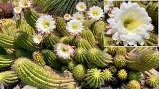 🔴Argentine Giant Cactus Echinopsis Candicans [upl. by Notxap]