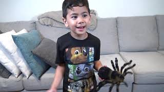 Troy with FUNNY SPIDER CREEPING UP Pretend Play TBTFUNTV [upl. by Hermon368]