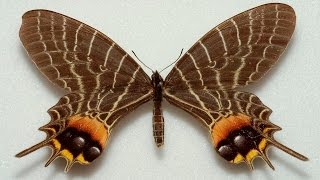 12 The Most Exotic Butterflies [upl. by Erbes]