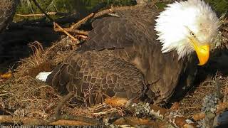 AEF NEFL Eagle Cam 111718 WELCOME NE21 ♥ [upl. by Ribble]