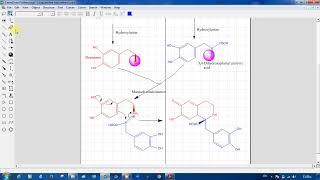 Biosynthetic pathway of isoquinoline alkaloid تابع للمحاضرة الخامسة [upl. by Blondell]