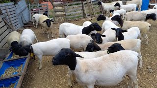 CRIAÇÃO DE ANIMAIS DORPER EM CAMPINA GRANDEPB REBANHO MV coisasdomeusertaotema8345 [upl. by Neeoma941]