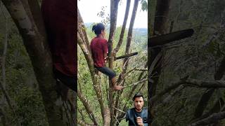 Iron lady cutting trees from topyoutubeshorts viralshort funny trending trend treecutting [upl. by Eimyaj]