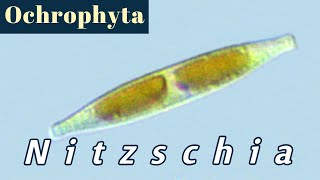 Nitzschia Bacillariophyceae or Diatoms [upl. by Sreip15]