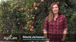 How AgriCare Uses Fieldin to Optimize Citrus Production [upl. by Sheley]