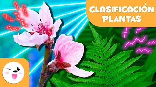 Clasificación de las PLANTAS según sus FLORES 🌼🌳Criptógamas y fanerógamas 🌸 Ciencias Naturales [upl. by Taka547]