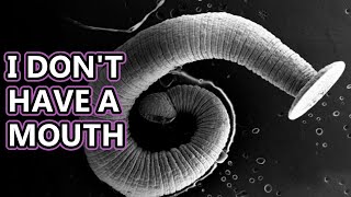 Tapeworm facts found in a body near you  Animal Fact Files [upl. by Nawor]