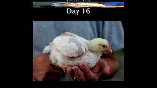 Growing Chicken Slideshow by Cackle Hatchery [upl. by Colleen]