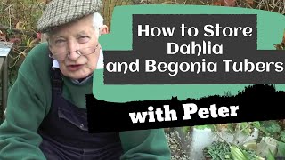 How to Store Dahlia and Begonia Tubers  Garden Ideas  Peter Seabrook [upl. by Ahsyla328]