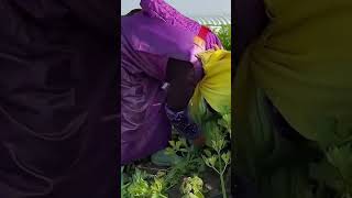 Daun celery shortsvideo sayuran gardening viralshort celery [upl. by Bozuwa]