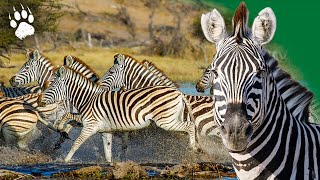 Zèbre en danger  Une course pour la vie  Botswana  Documentaire Animalier  HD  AMP [upl. by Hefter]