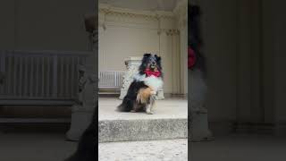 Sheltie Showoff 🐶 dog tricks with Lilly for ButternutBox as dogsdeservefame sheltie dogtricks [upl. by Annayt]