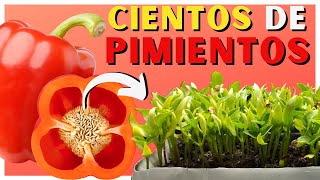 Cómo SEMBRAR PIMIENTO en CASA 🌱 2 Métodos ✅ [upl. by Akeirahs]