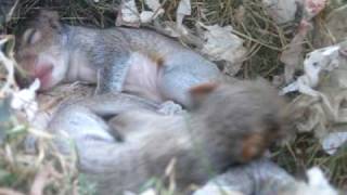 Squirrel nest in my window [upl. by Carlile720]