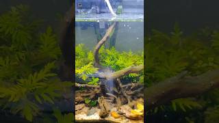 Natural tree in aquarium  Not artificial plant [upl. by Ahsenet]