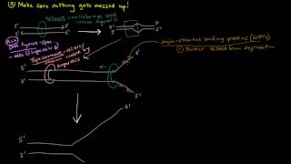 DNA Replication Part 3 of 3  The Enzymes and The Replication Fork [upl. by Tomchay971]