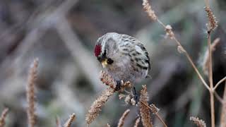 홍방울새Common redpoll 암컷 [upl. by Rehportsirhc]