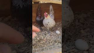 Silver Blue Old English Game Bantam Blue Birchen OEGB 2022 Pullet [upl. by Haet]