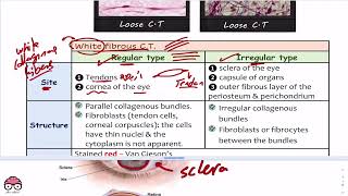 Connective Tissue  General Histology Lec 6 Part 4  Dr Amro Ashraf [upl. by Nonnaehr489]