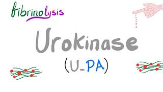 Urokinase UPA Converts Plasminogen into Plasmin [upl. by Eckardt]