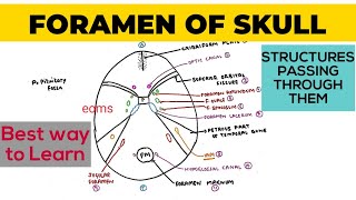 Foramen of Skull  Structures passing through them  Neuroanatomy [upl. by Wynnie]