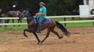 SOLD Speed Racking Standardbred Trotter FOR SALE  Jacob Parks Horsemanship [upl. by Sainana]