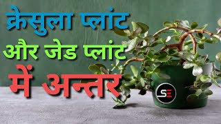 Difference Between Jead plant and crassula plant  क्रेसुला प्लांट और जेड प्लांट में अन्तर [upl. by Zile360]