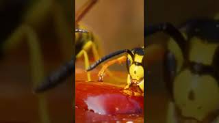 The modern insect documentary universe dinosaur [upl. by Yelsa]