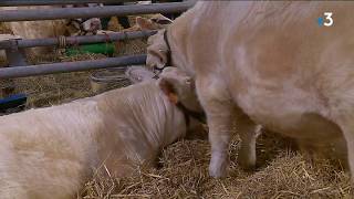 Concours de reproducteurs charolais [upl. by Ajat246]