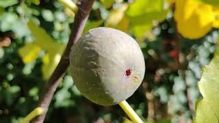 Frucht Feigen Ernte Ficus carica Sorten im Herbst [upl. by Ahseal]