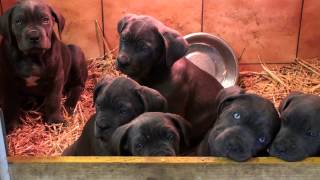 Chiot cane corso 2 mois [upl. by Nivan677]