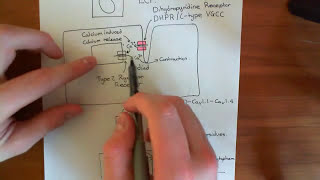 ExcitationContraction Coupling in Cardiac Muscle Cells Part 2 [upl. by Charil]