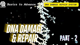 DNA Damage Repair System  Different Types of DNA Damage Repair  DNA Damage amp Repair Part 2 [upl. by Seafowl829]