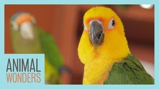 Meet And Greet Ecuador the Jenday Conure [upl. by Gloria104]