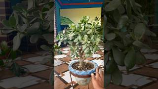 Lucky Jade Plant Crassula Ovata Is a Good for Vastu shorts ytshorts gardening luckyplants [upl. by Gregoor]