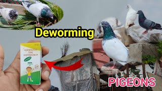 Kabutar ke pait ke kide kaise nikalePigeon deworming🕊pigeon treatmentkabootar vlogs pets video [upl. by Nnylg]