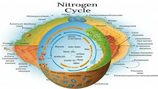 The Nitrogen Cycle [upl. by Mandie]