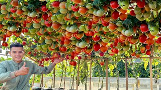 Want to Grow Tomatoes All Year Round Heres the Answer for You [upl. by Edi]