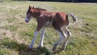 Clydesdale Foal thinks he is a NINJA WARRIOR [upl. by Mun186]