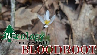 NEcology Plant Spotlight  Bloodroot [upl. by Naehs]