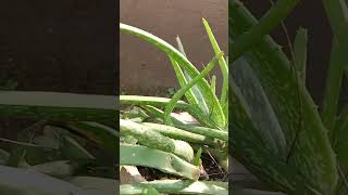 కల బంద గురించి మీకు తెలుసా  Aloe Vera Aloe barbadensis  Liliaceae family దివి సీమ అందాలు 💞💞 [upl. by Gaskin573]