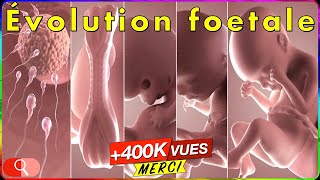 ÉVOLUTION GROSSESSE  bébé mois par mois en vidéo [upl. by Enal14]