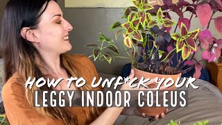 Indoor Coleus Care Pt 2  Rehabbing A Leggy Coleus  Your Questions [upl. by Eecyak2]