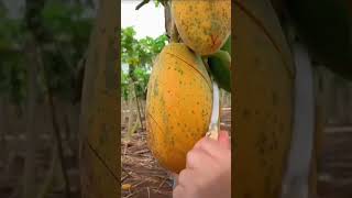 Papaya Cutting PRO Shares Top Fresh Cutting Techniques papayacutting [upl. by Cherianne687]